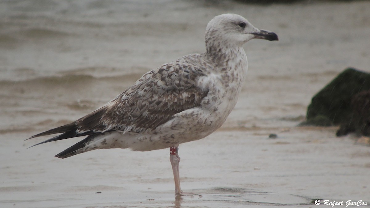 Caspian Gull - ML614731065