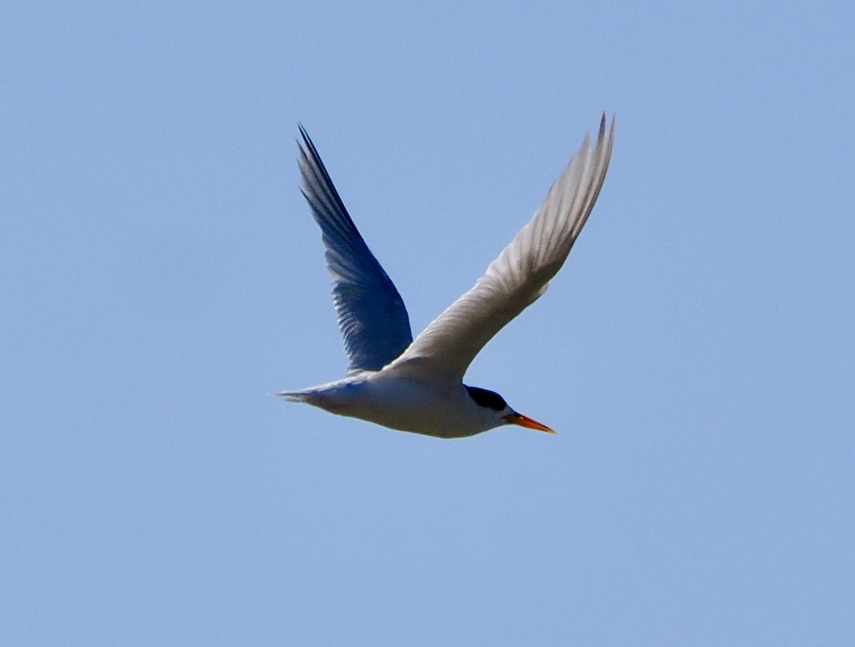 Australian Fairy Tern - ML614731149