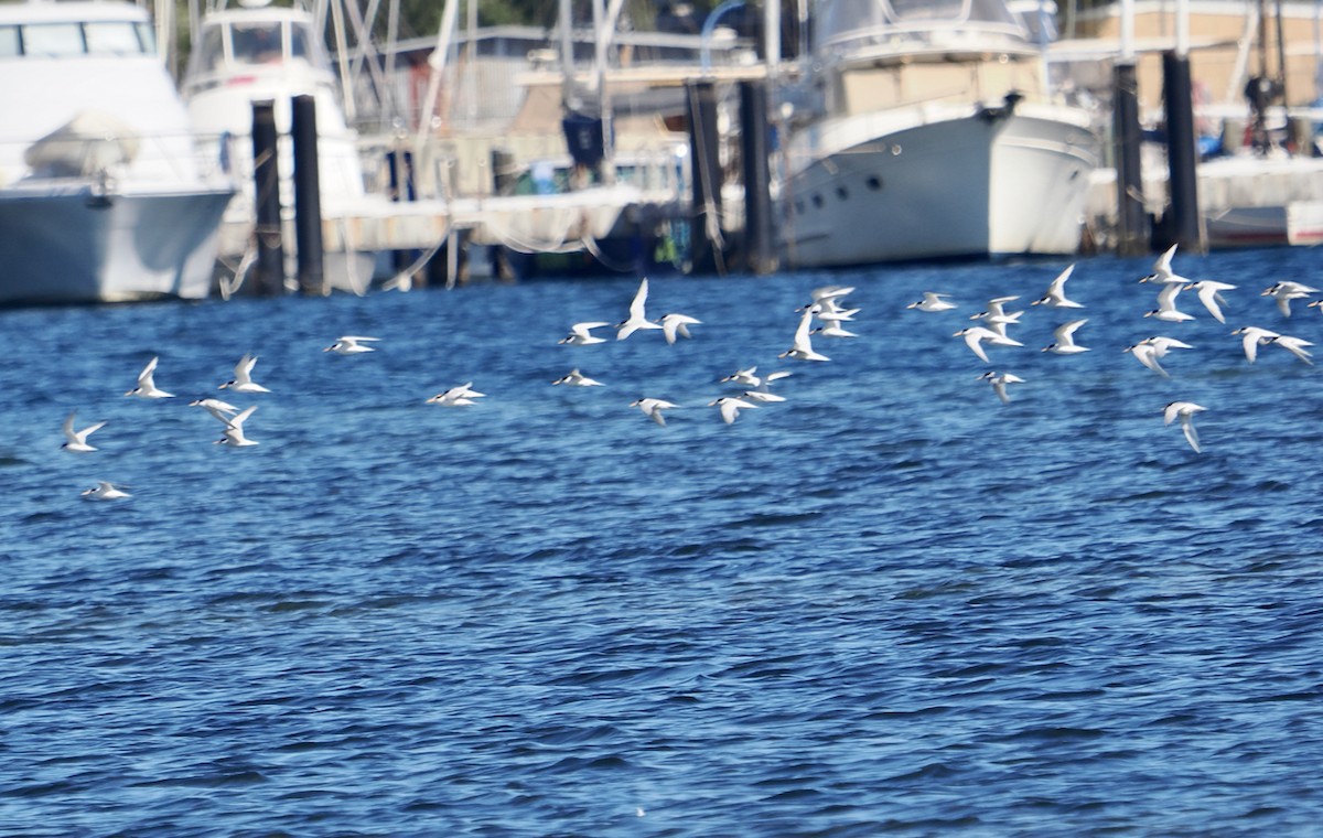 Australian Fairy Tern - ML614731156