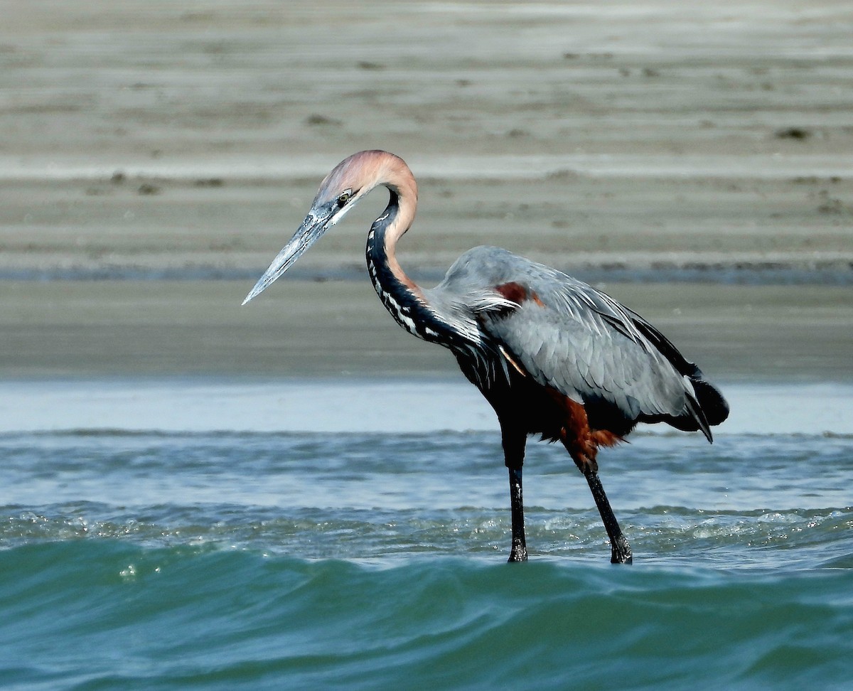 Goliath Heron - Elham Shaniti