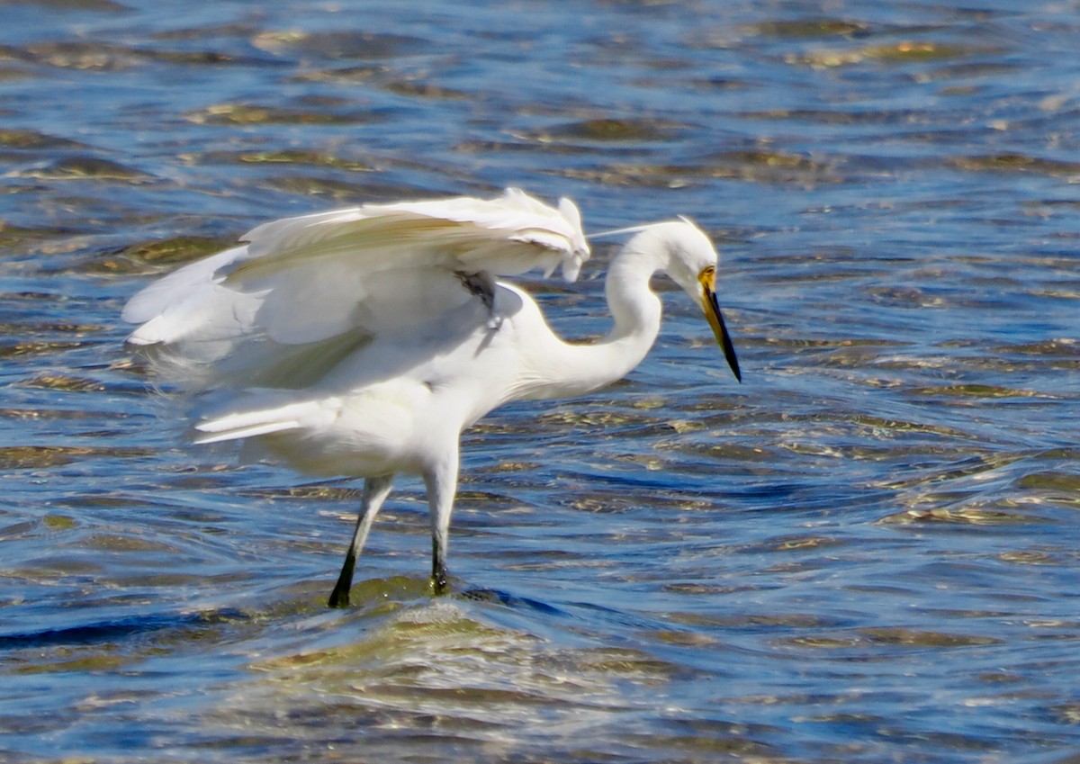 Little Egret (Australasian) - ML614731180