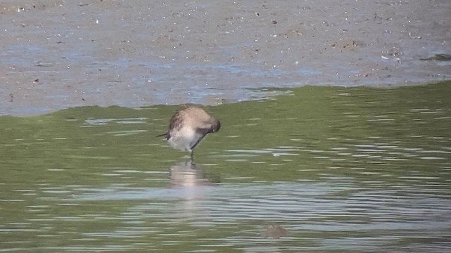 Long-billed Dowitcher - ML614731193