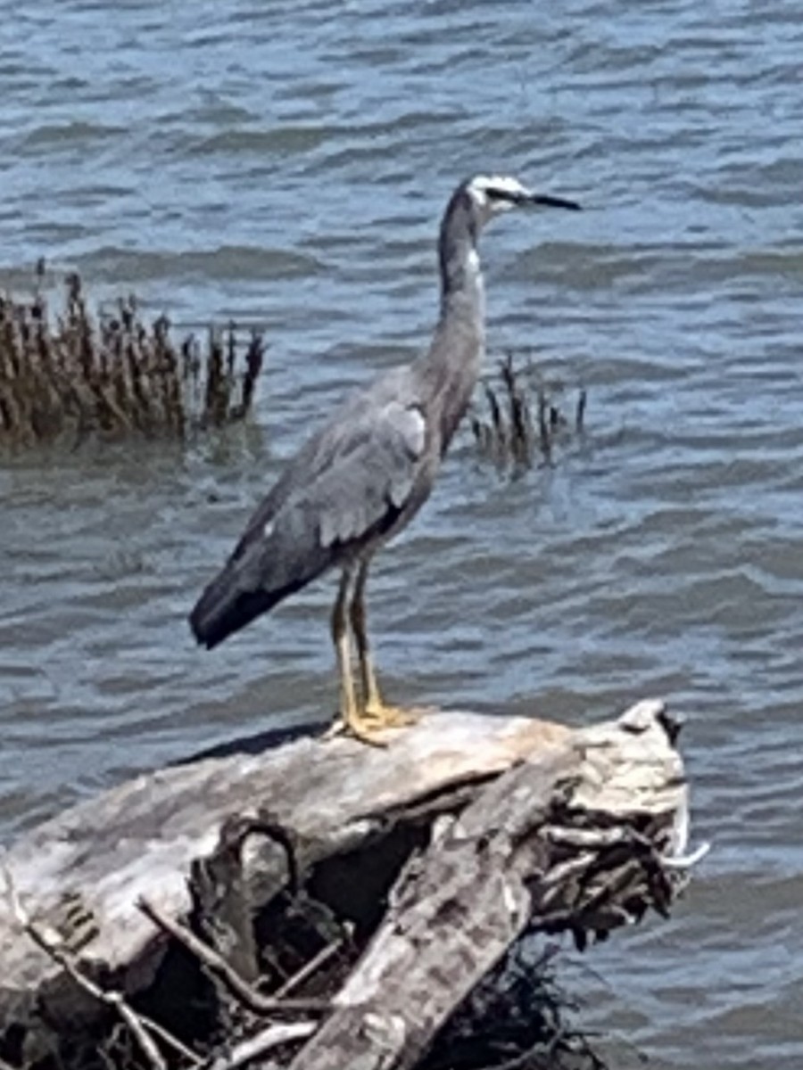 White-faced Heron - ML614731261