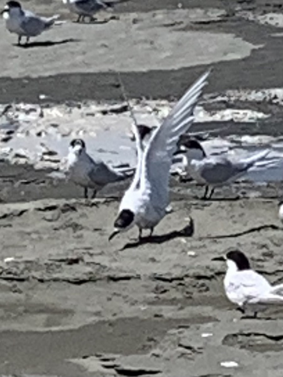 White-fronted Tern - ML614731272