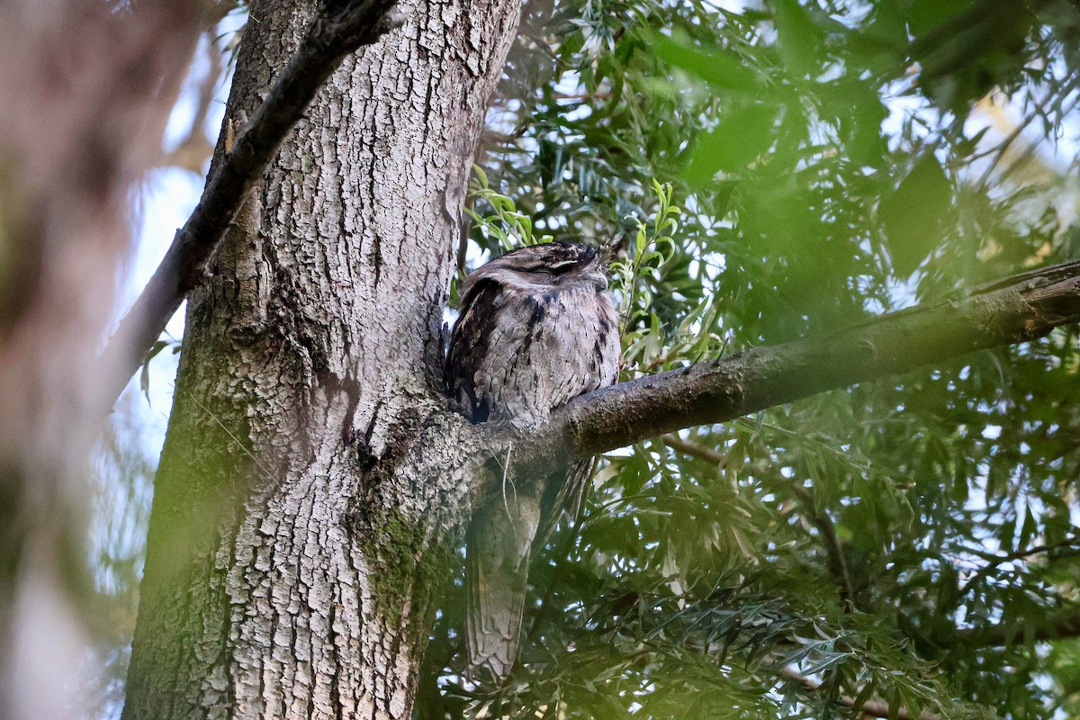 Tawny Frogmouth - ML614731305