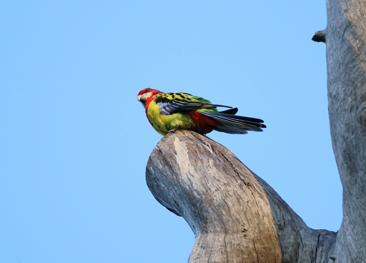 Eastern Rosella - ML614731306