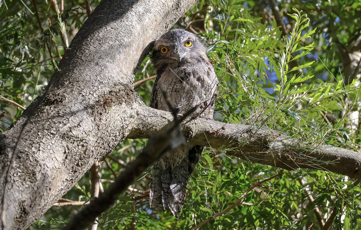 Tawny Frogmouth - ML614731315