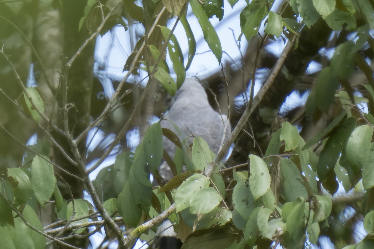 Gray-lined Hawk - ML614731392