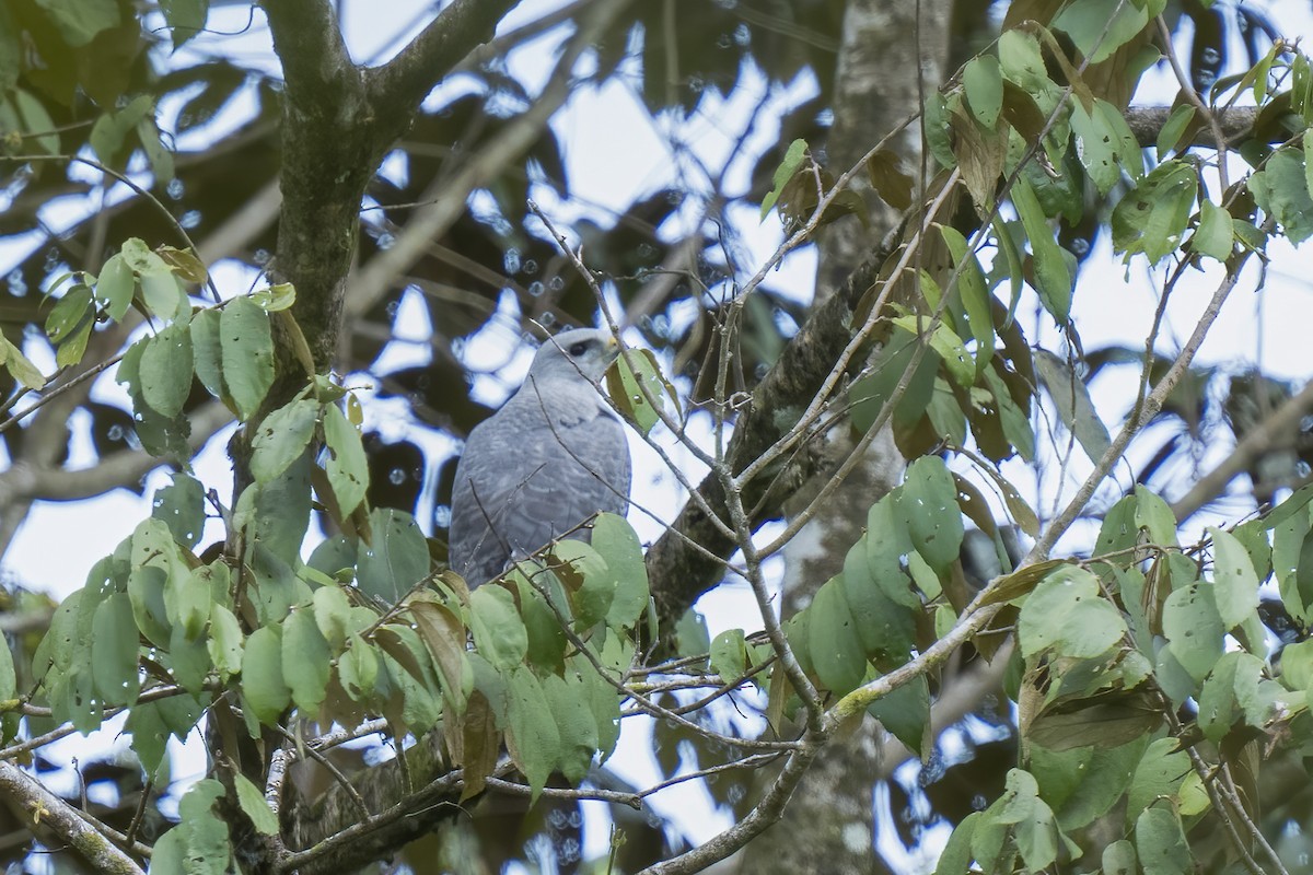 Gray-lined Hawk - ML614731393