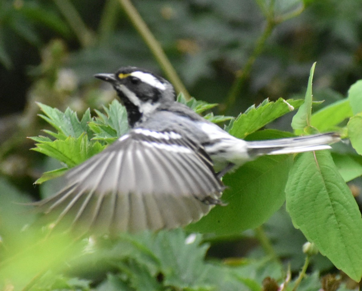Black-throated Gray Warbler - Sally Anderson