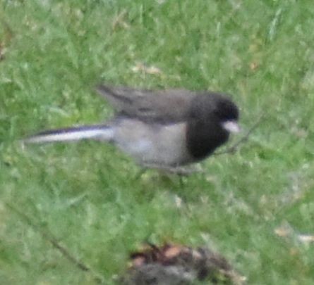 Dark-eyed Junco - Sally Anderson