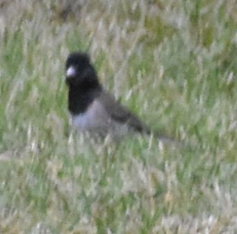 Dark-eyed Junco - Sally Anderson