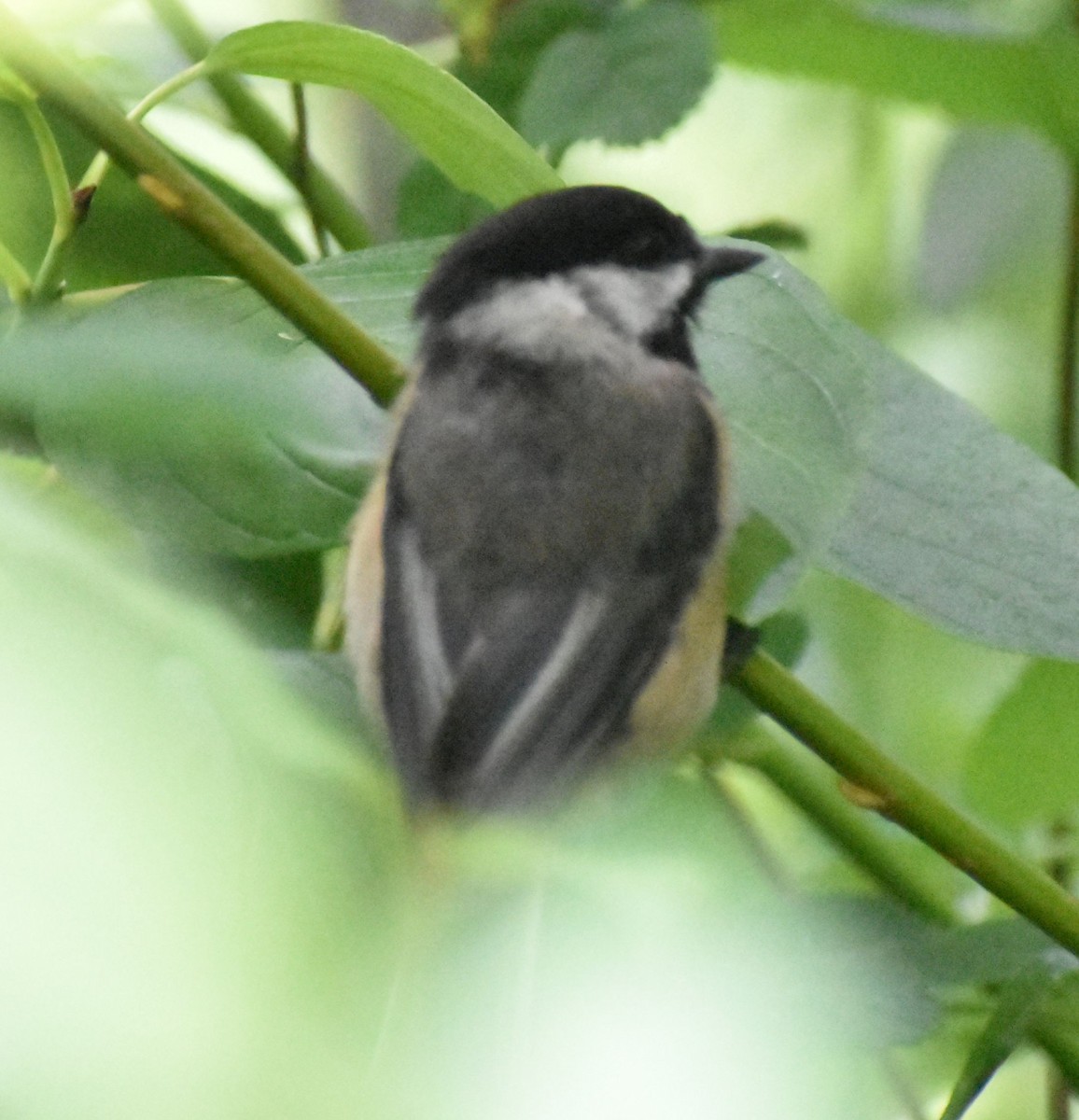 Black-capped Chickadee - Sally Anderson