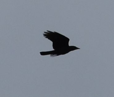 American Crow - Sally Anderson