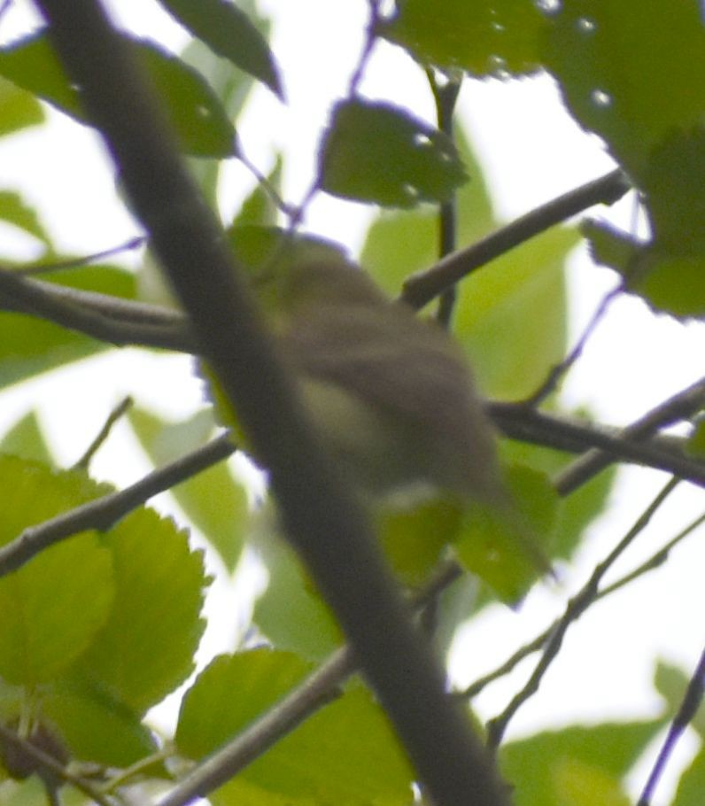 Western Flycatcher (Pacific-slope) - Sally Anderson