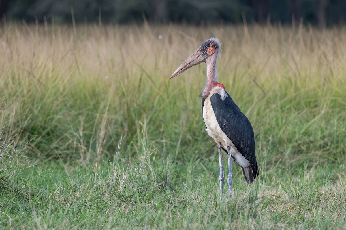 Marabou Stork - Max Khoo