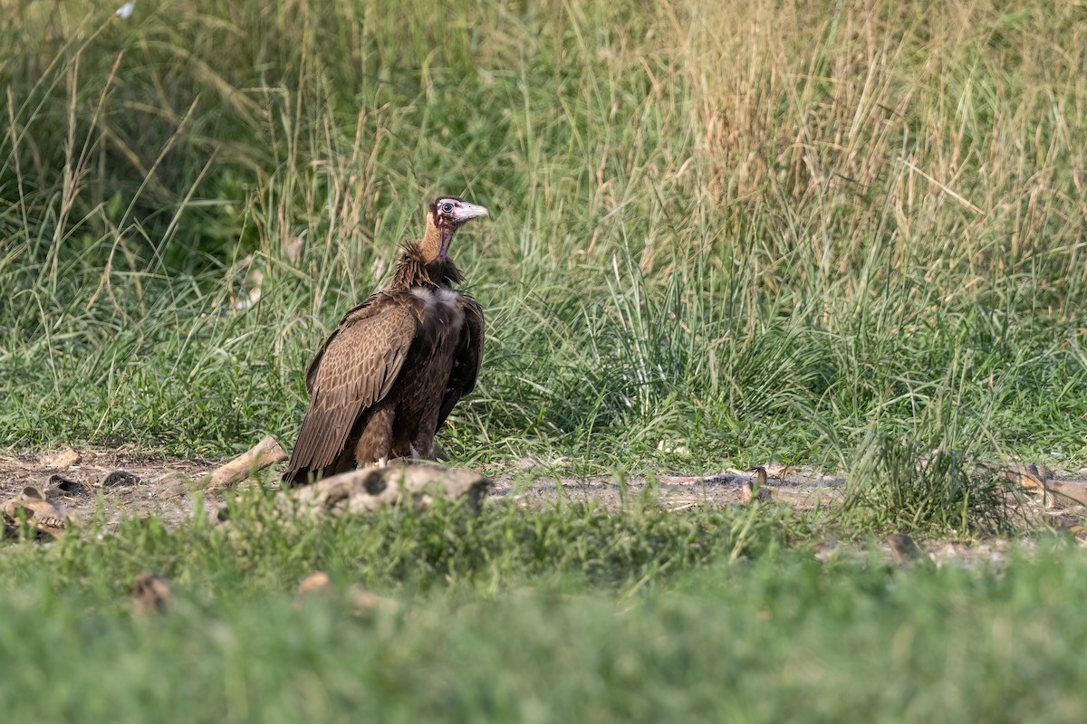 Hooded Vulture - Max Khoo