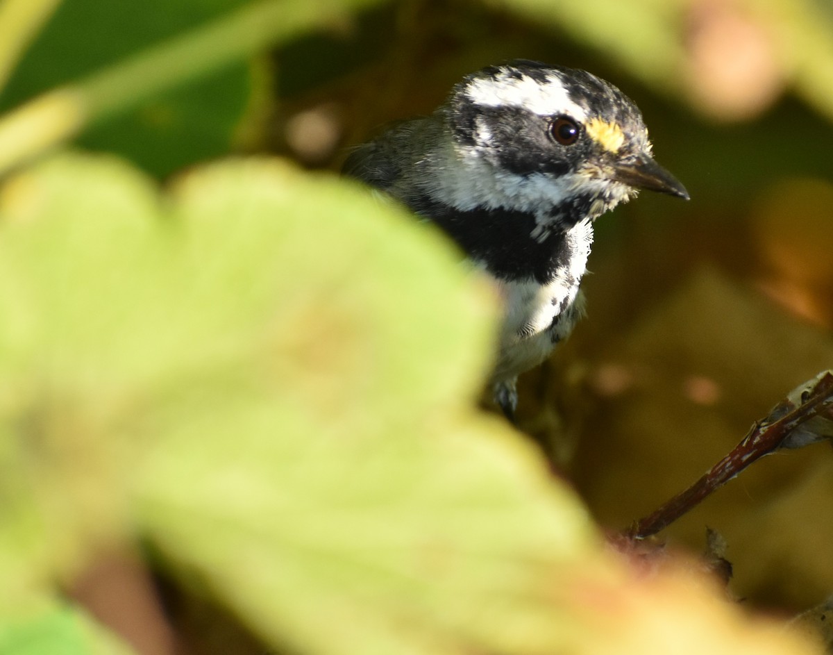 Black-throated Gray Warbler - Sally Anderson