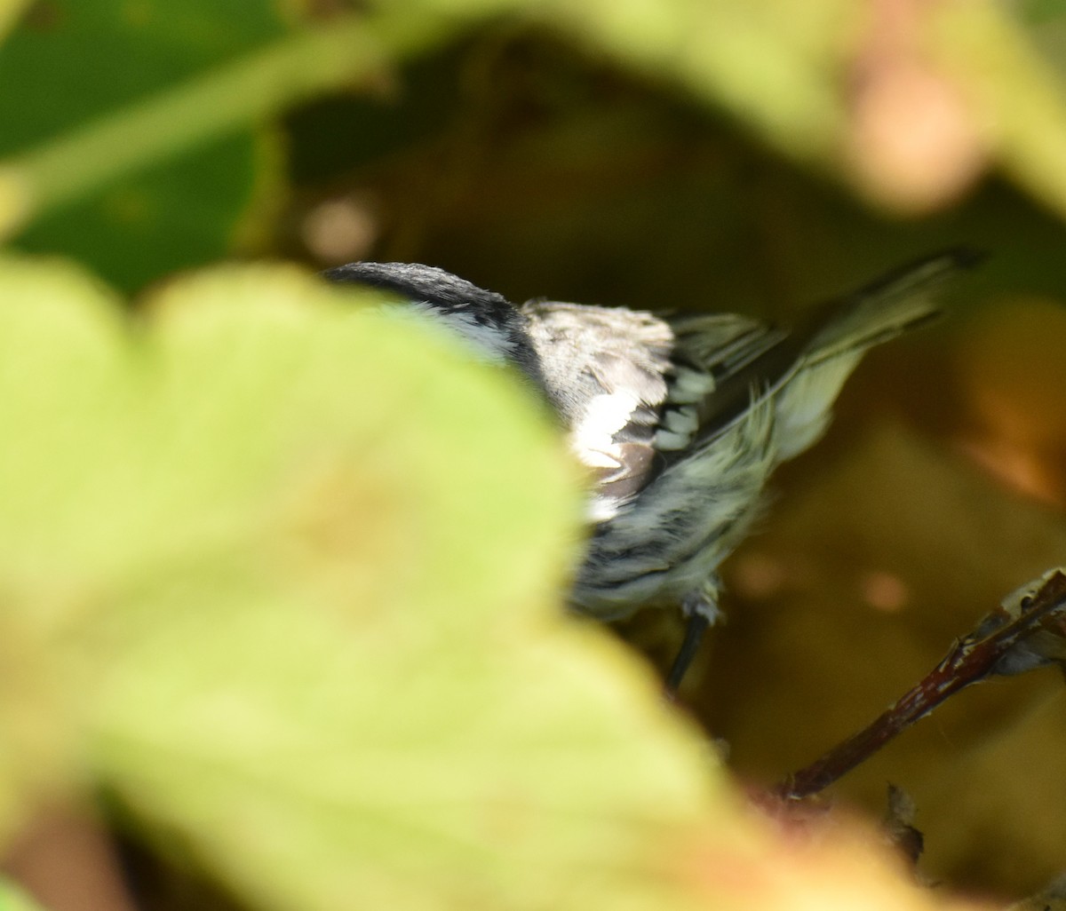 Black-throated Gray Warbler - Sally Anderson