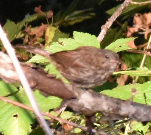 Song Sparrow - Sally Anderson