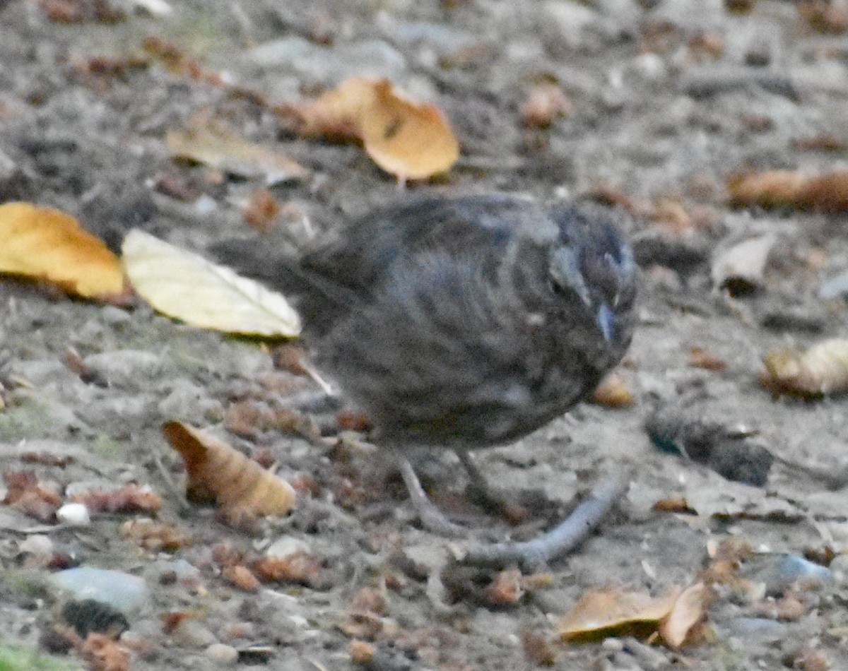 Song Sparrow - Sally Anderson