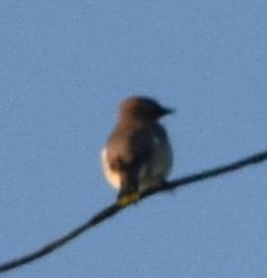 Cedar Waxwing - Sally Anderson