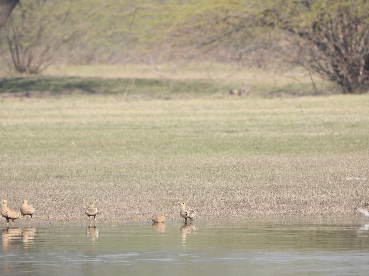 Chestnut-bellied Sandgrouse - ML614731456