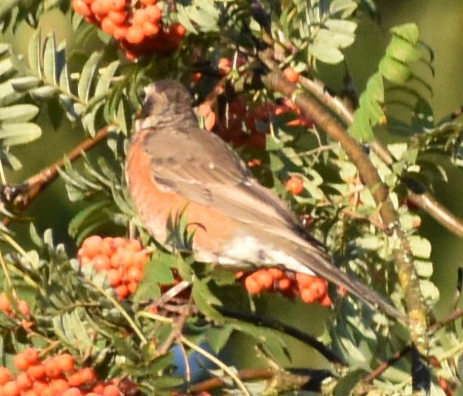 American Robin - Sally Anderson