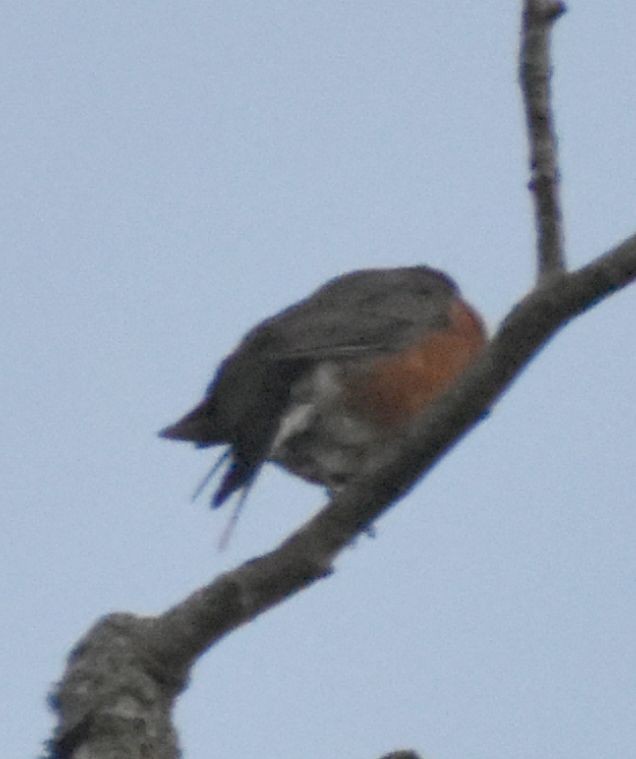 American Robin - Sally Anderson