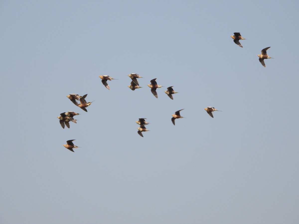 Chestnut-bellied Sandgrouse - Rounak choudhary