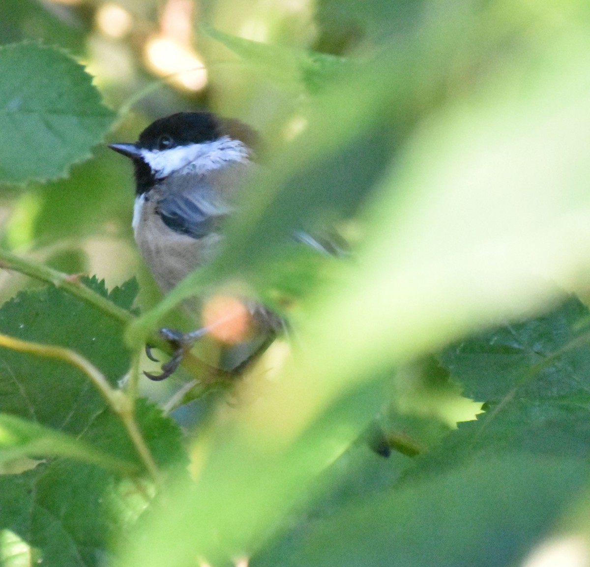 Black-capped Chickadee - Sally Anderson