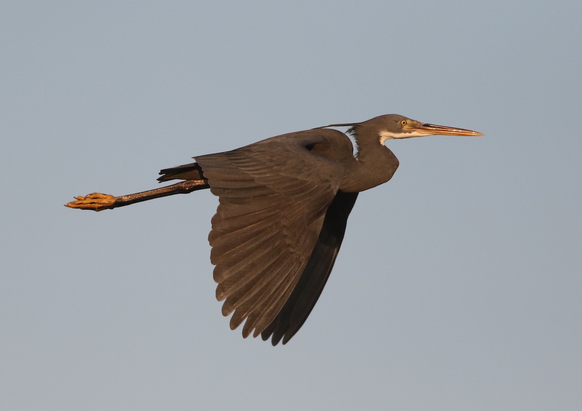 Western Reef-Heron - ML614731572