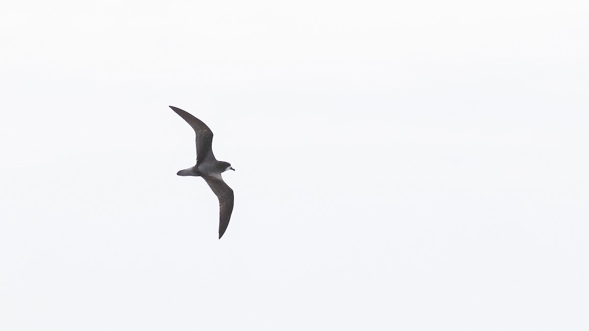 Petrel Aliblanco - ML614731589