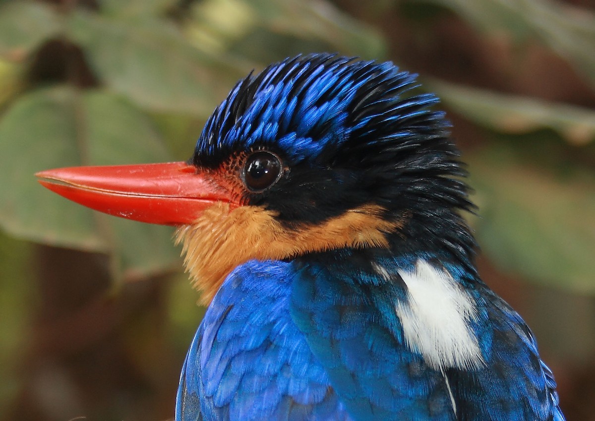Buff-breasted Paradise-Kingfisher - Paul Barden