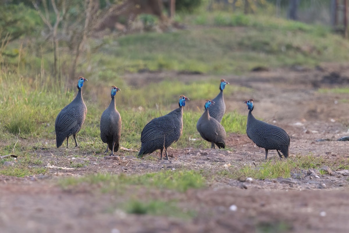 Helmeted Guineafowl - ML614731669