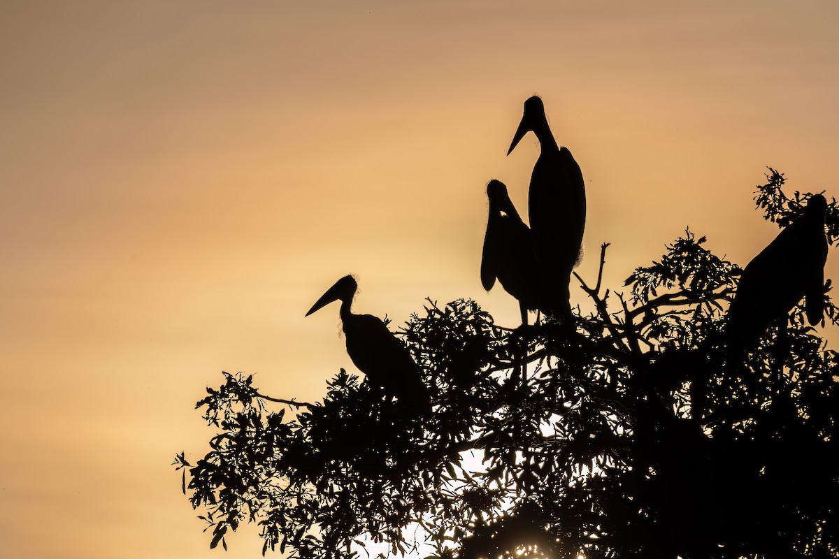 Marabou Stork - ML614731671