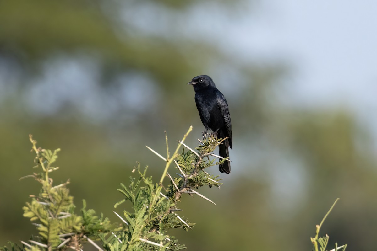 Southern Black-Flycatcher - Max Khoo