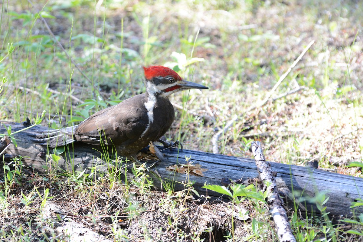 Pileated Woodpecker - ML61473171