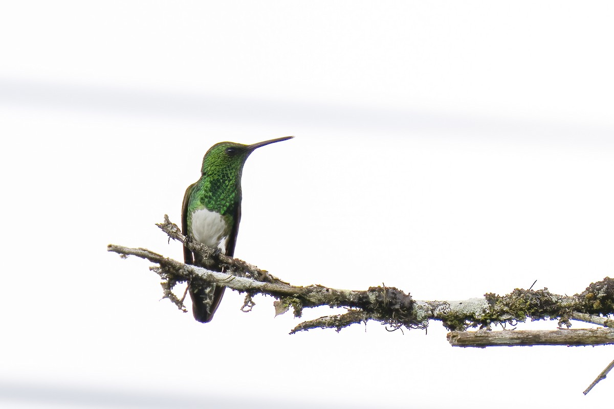 Snowy-bellied Hummingbird - ML614731742