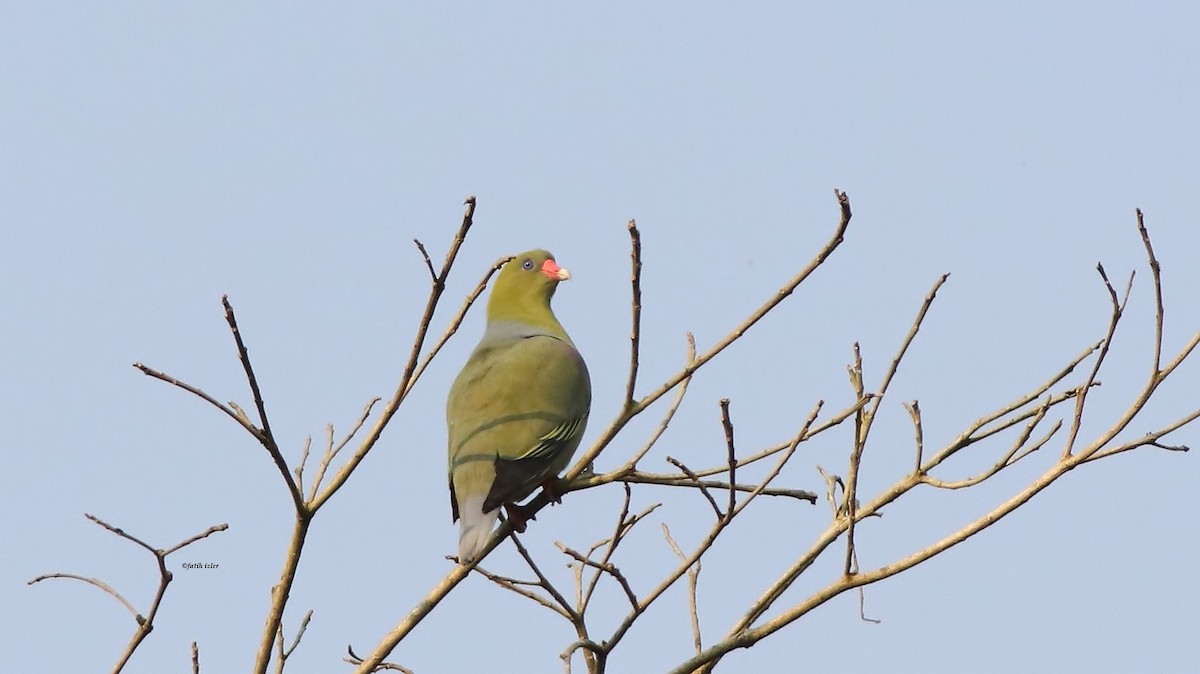 African Green-Pigeon - ML614731746