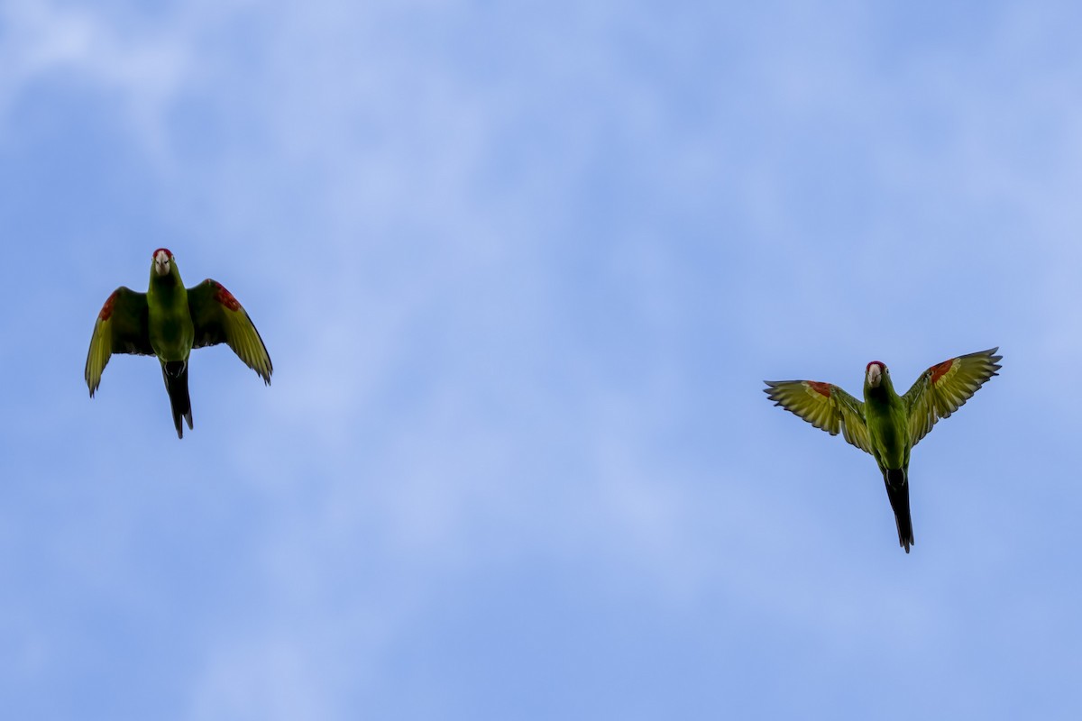 Crimson-fronted Parakeet - ML614731756