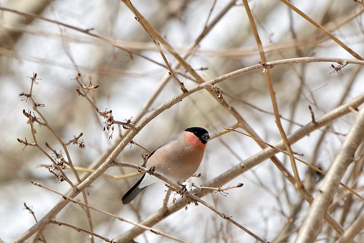 Eurasian Bullfinch - Hideki Sekimoto