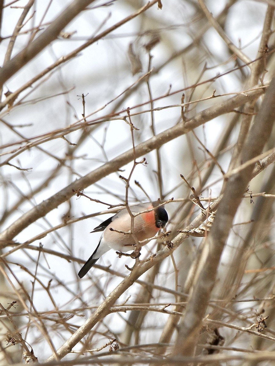 Eurasian Bullfinch - ML614731759