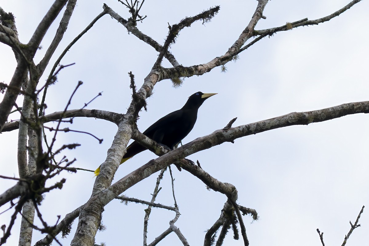 Crested Oropendola - ML614731774