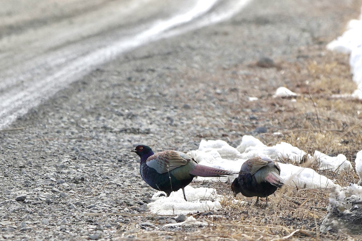 Green Pheasant - ML614731782