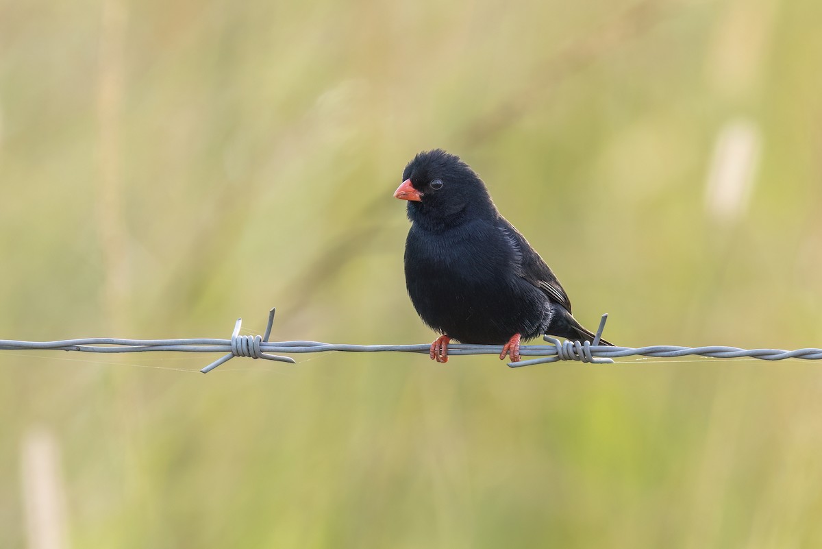 Village Indigobird - ML614731806