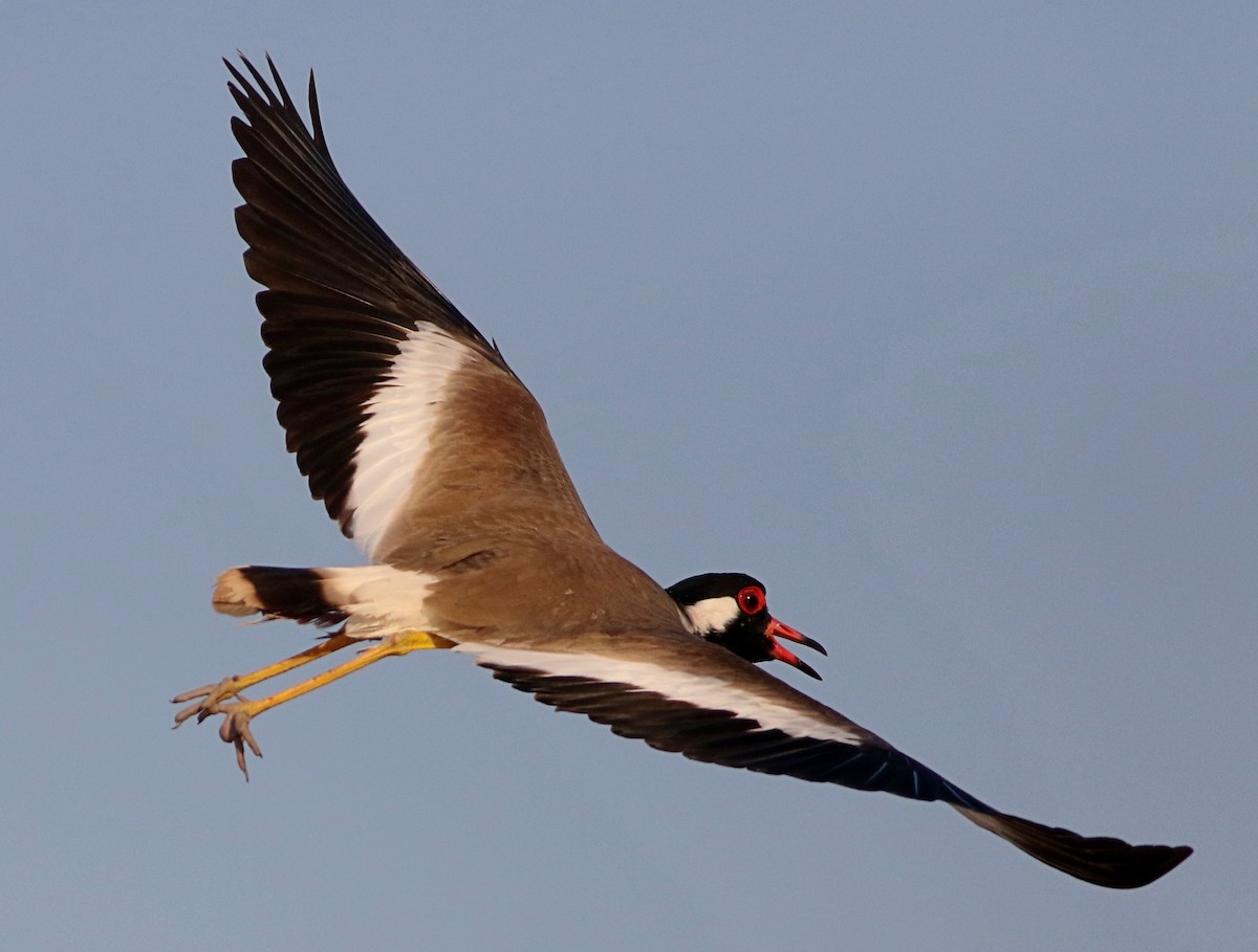 Red-wattled Lapwing - ML614731820