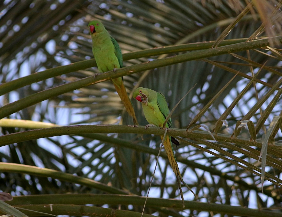 Rose-ringed Parakeet - ML614731822