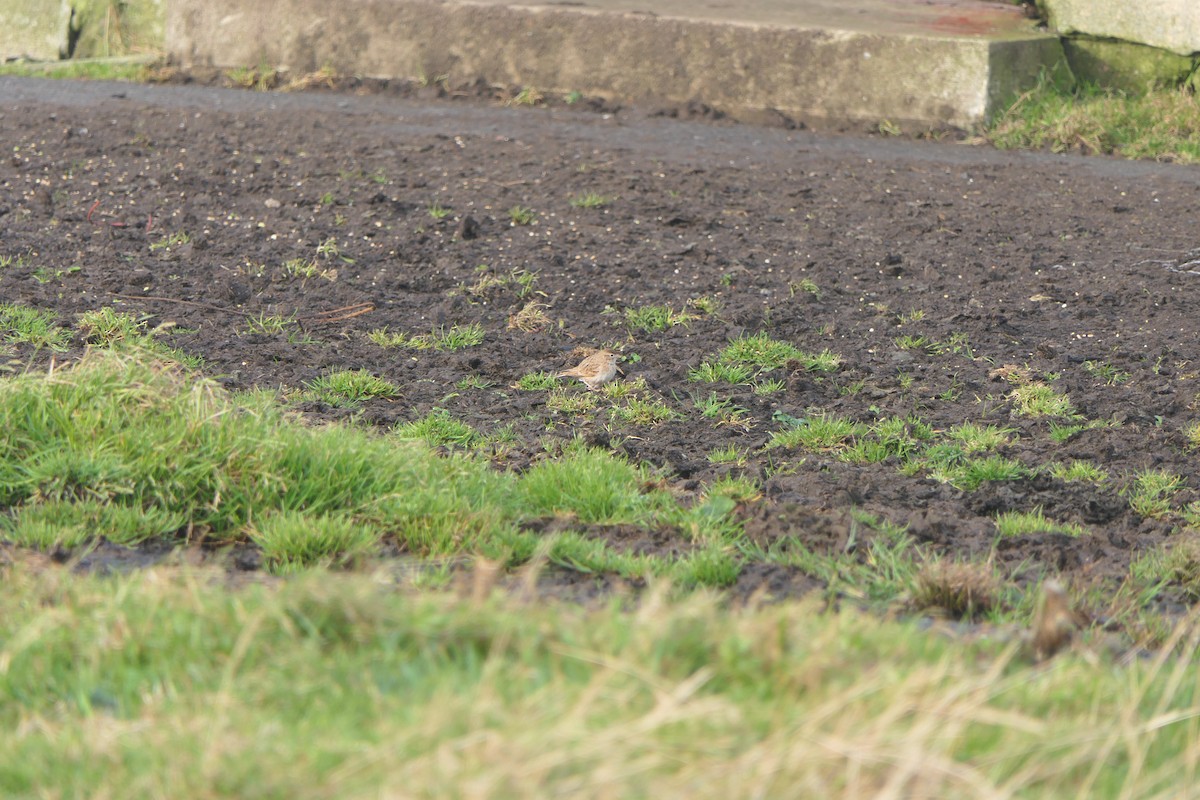 Greater Short-toed Lark - ML614731860