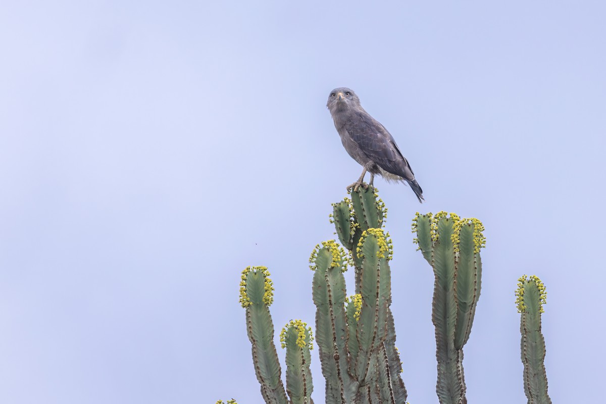 Banded Snake-Eagle - Max Khoo